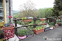 VBS_1251 - Fioritura narcisi a Castelnuovo Nigra 2023